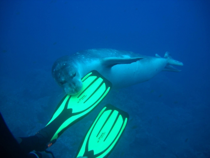SCUBA DIVING COURSES - SummerBoard Dive Center Madeira Island